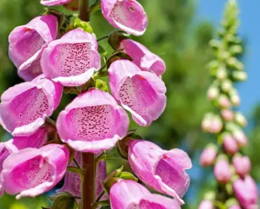 7 Ways to Grow & Care for Common Foxglove