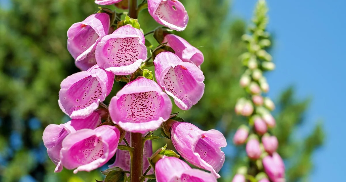 grow foxglove plants