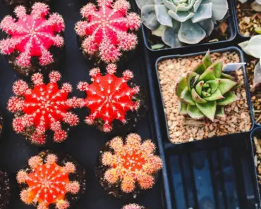 7 Tips to Grow the Perfect Potted Herb Garden