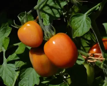 No Garden? No Problem! 7 Ways to Grow Tomatoes No Garden? No Problem! 7 Ways to Grow Tomatoes