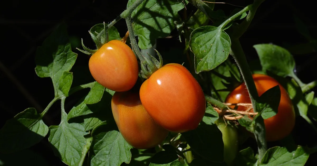 grow tomatoes without garden