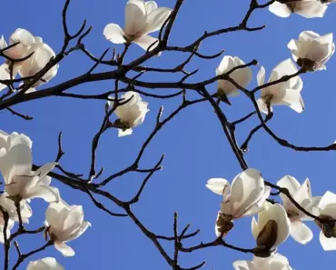 13 Neighbors Loving the Same Flowering Tree