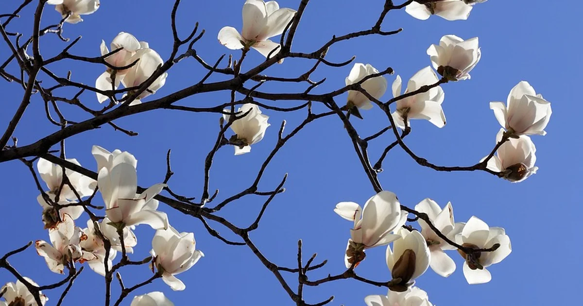 flowering tree magnolia