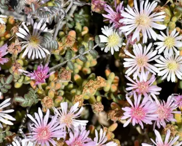 7 Hardy Vegetables for a Resilient Garden 7 Hardy Vegetables for a Resilient Garden