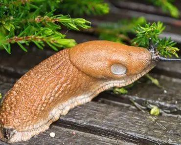 7 Weird Slug Banishing Tricks That Work