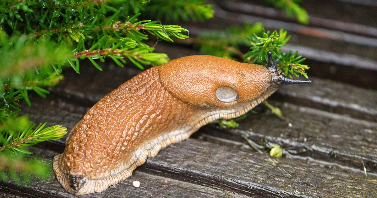dealing with slugs