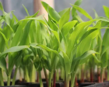 7 May Seed Starting Ideas to Plant Now