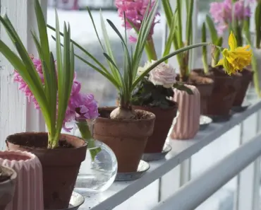 7 Best Plants For Patio Pots That Flower 7 Best Plants For Patio Pots That Flower