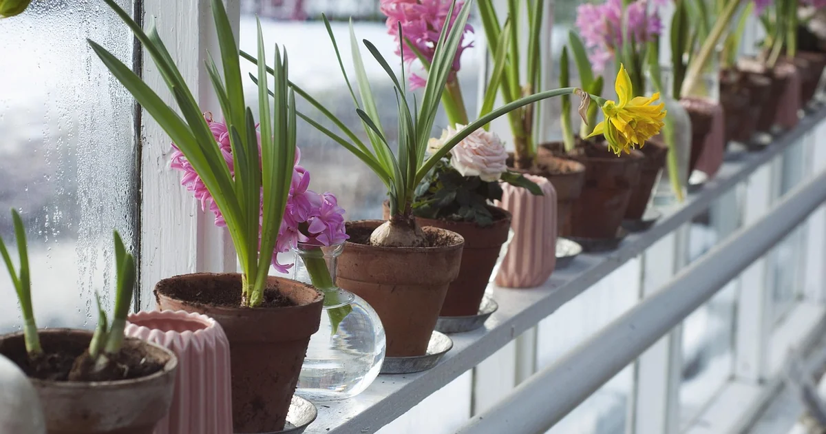 flowering patio plants