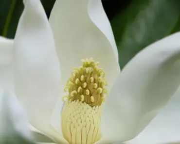 7 May Magnolia Care Tasks to Boost Blooms