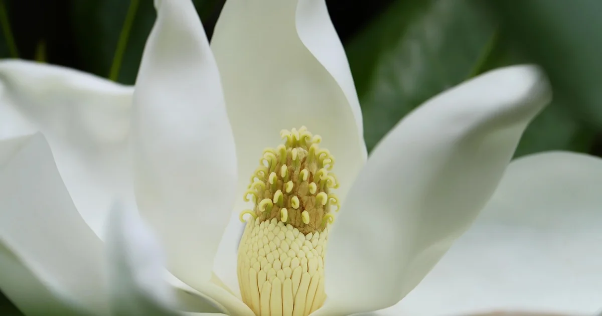 may magnolia care