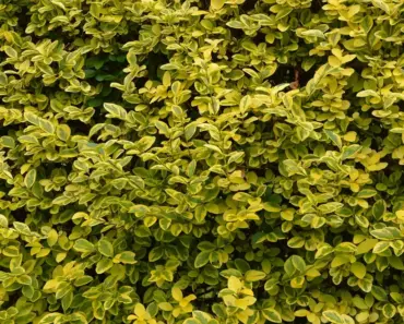 5 Things Gardeners Want You to Know Before Planting Privet