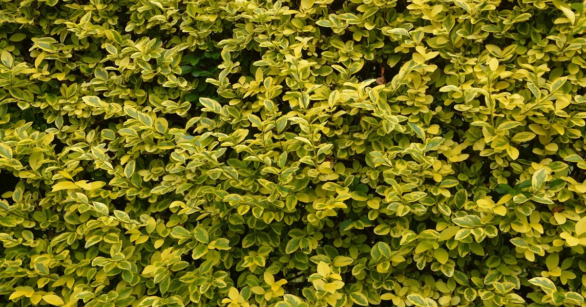 privet invasive shrub