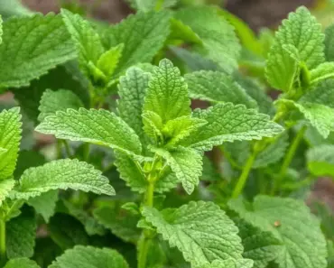 7 Lovely Lemon Balm Cold Process Soap Recipes 7 Lovely Lemon Balm Cold Process Soap Recipes