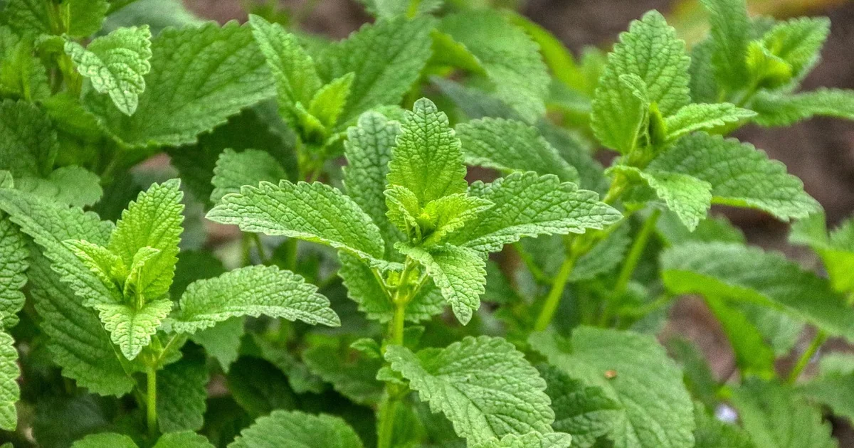 lemon balm soap recipe