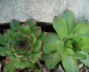 7 Easy Perennial Plants for Pots & Baskets