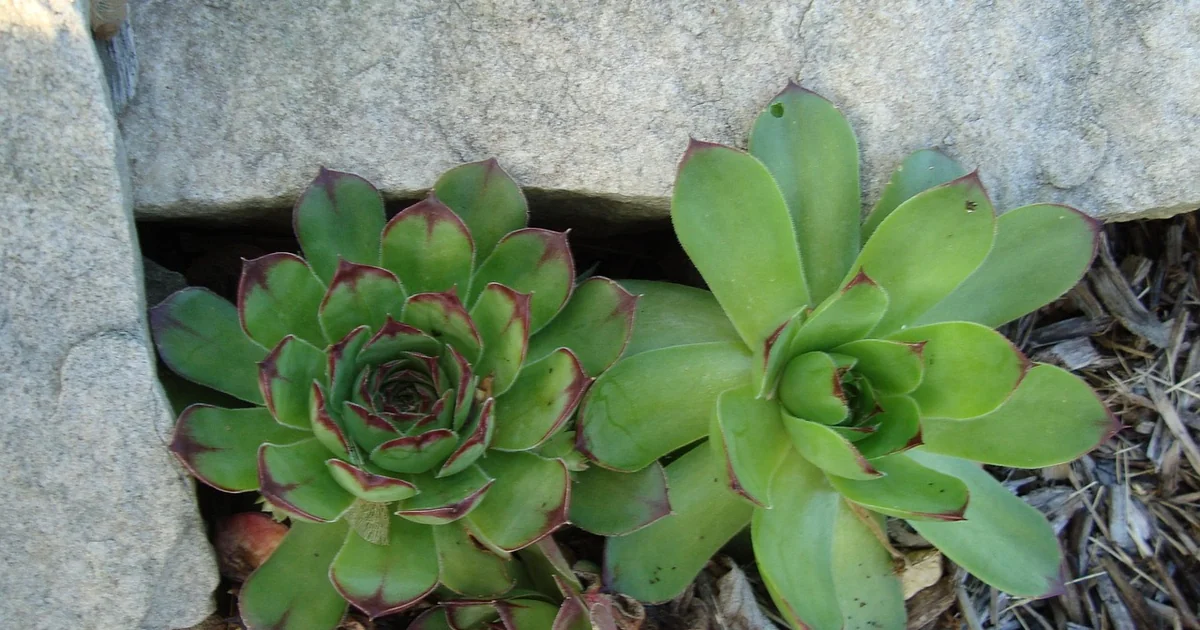 perennial plants containers