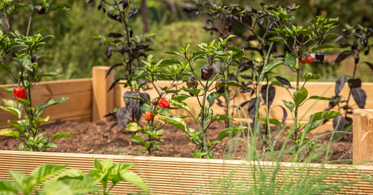 raised bed mistakes