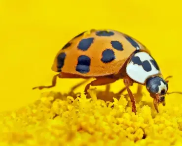 7 Proven Ways to Get Rid of Asian Lady Beetles 7 Proven Ways to Get Rid of Asian Lady Beetles
