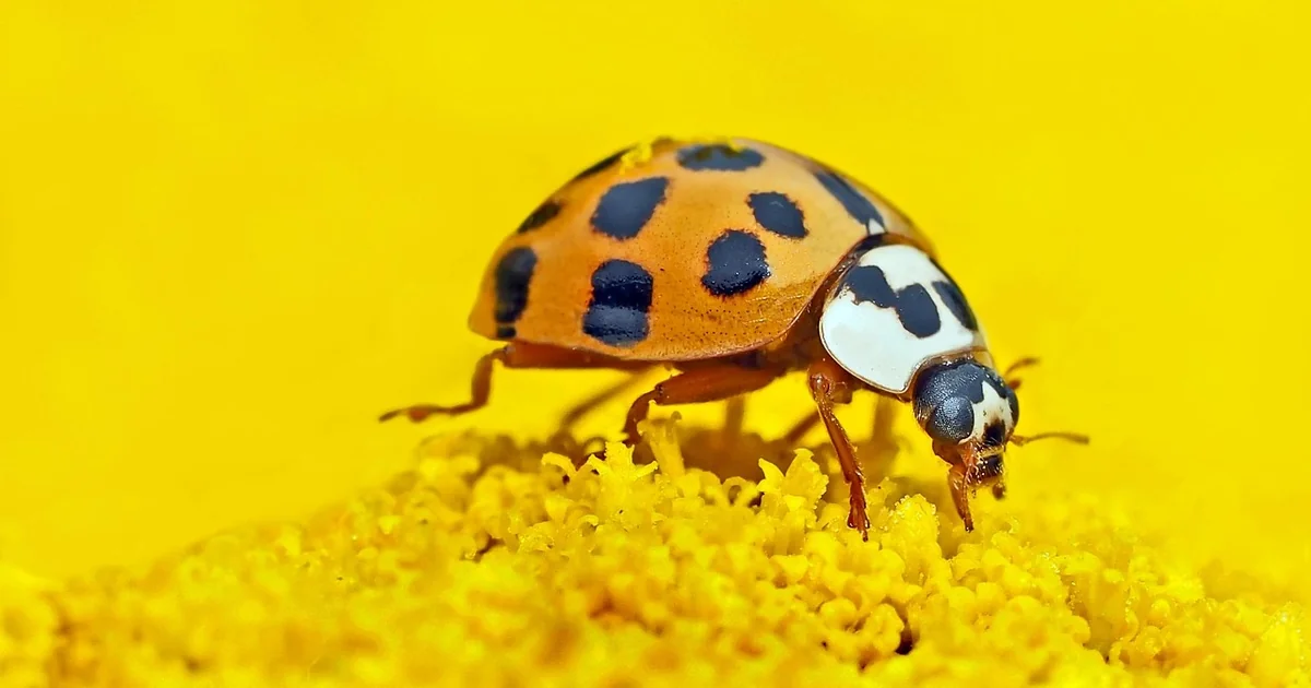 asian lady beetle removal