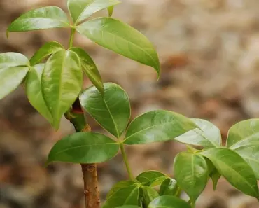 7 ABCs of Hydrangea Propagation
