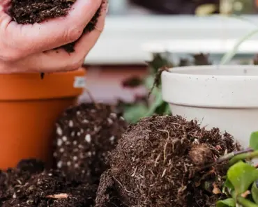 Easily Repot Succulents: 6 Simple Steps