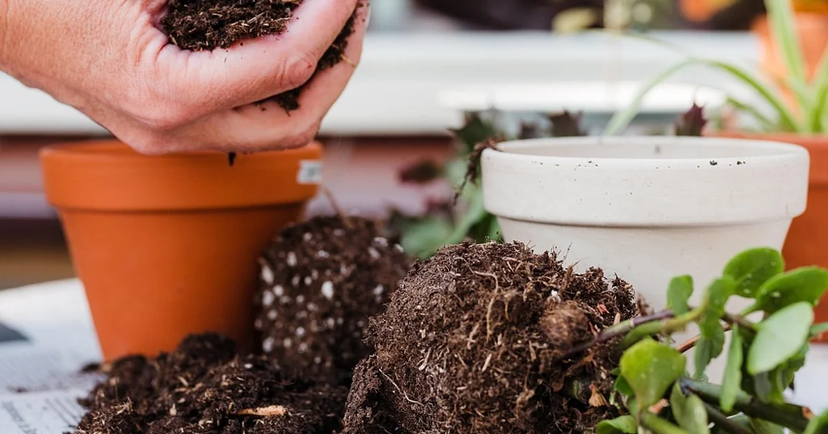repotting succulents