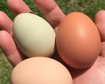 7 Backyard Chicken Truths: Worth It or Waste of Time? 7 Backyard Chicken Truths: Worth It or Waste of Time?