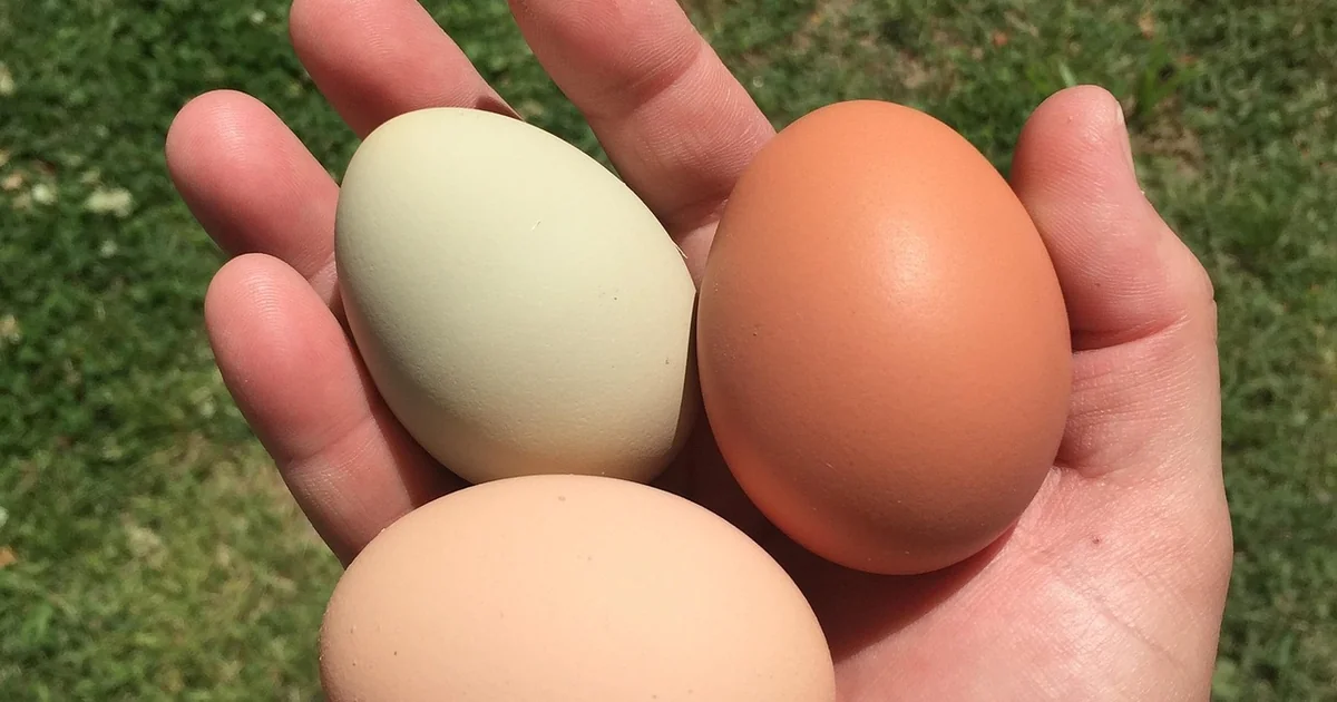 backyard chickens worth it