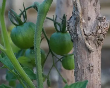 Not Tomato Cages, Not Stakes: 3 Modular Systems for Support Not Tomato Cages, Not Stakes: 3 Modular Systems for Support
