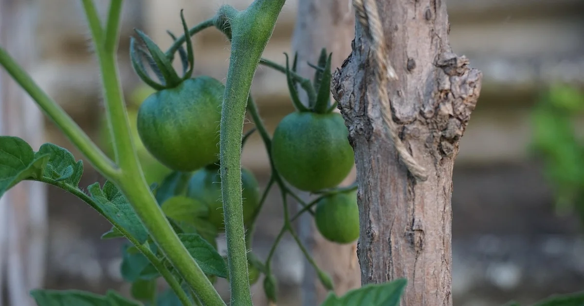 modular tomato supports
