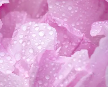 5 Peony Care Mistakes to Avoid in May 5 Peony Care Mistakes to Avoid in May
