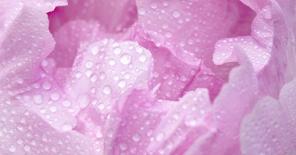 peony care mistakes
