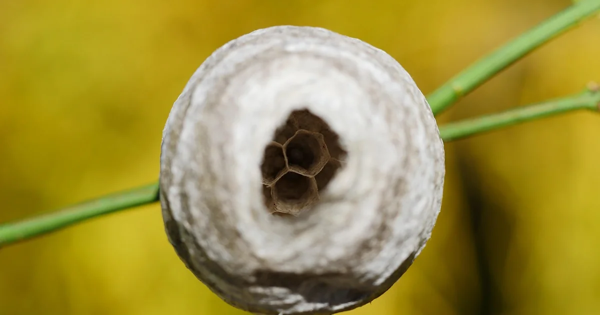 natural pest repellents