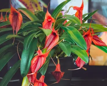 7 Unusual Houseplants to Grow at Home 7 Unusual Houseplants to Grow at Home