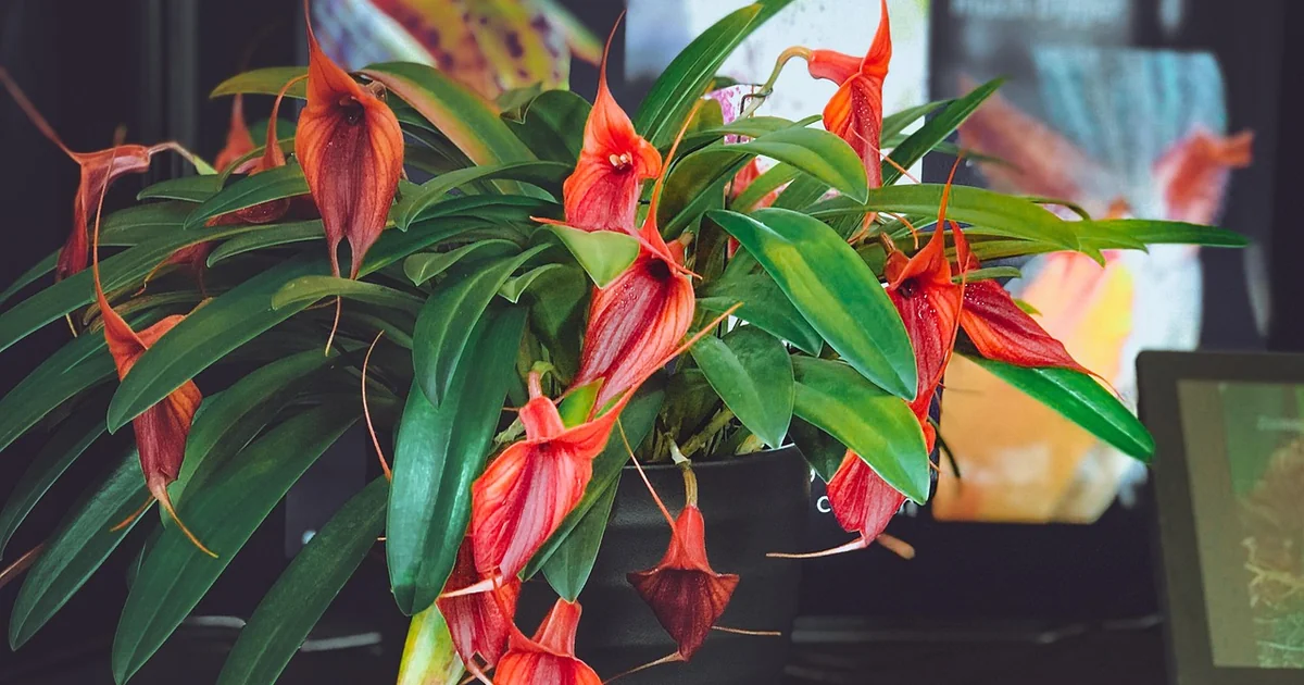 unusual houseplants