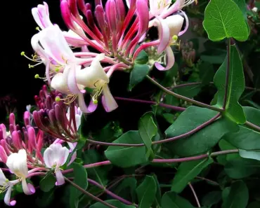 7 Fragrant Climbers That Fill a Shady Corner Fast