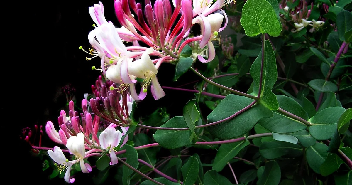 fragrant climbers for shade