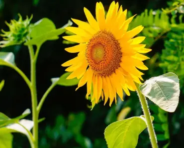 5 Tricks for Towering Sunflowers This Summer 5 Tricks for Towering Sunflowers This Summer