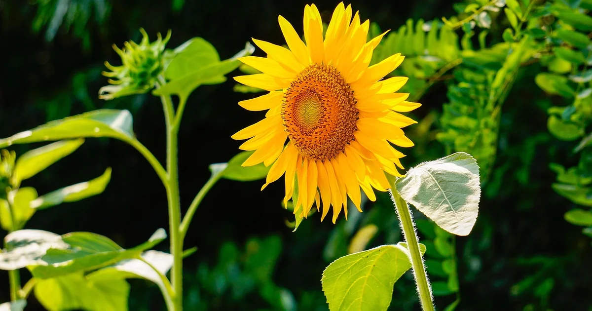 growing tall sunflowers