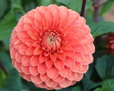 Don’t Plant Dahlias Before This Vital Check
