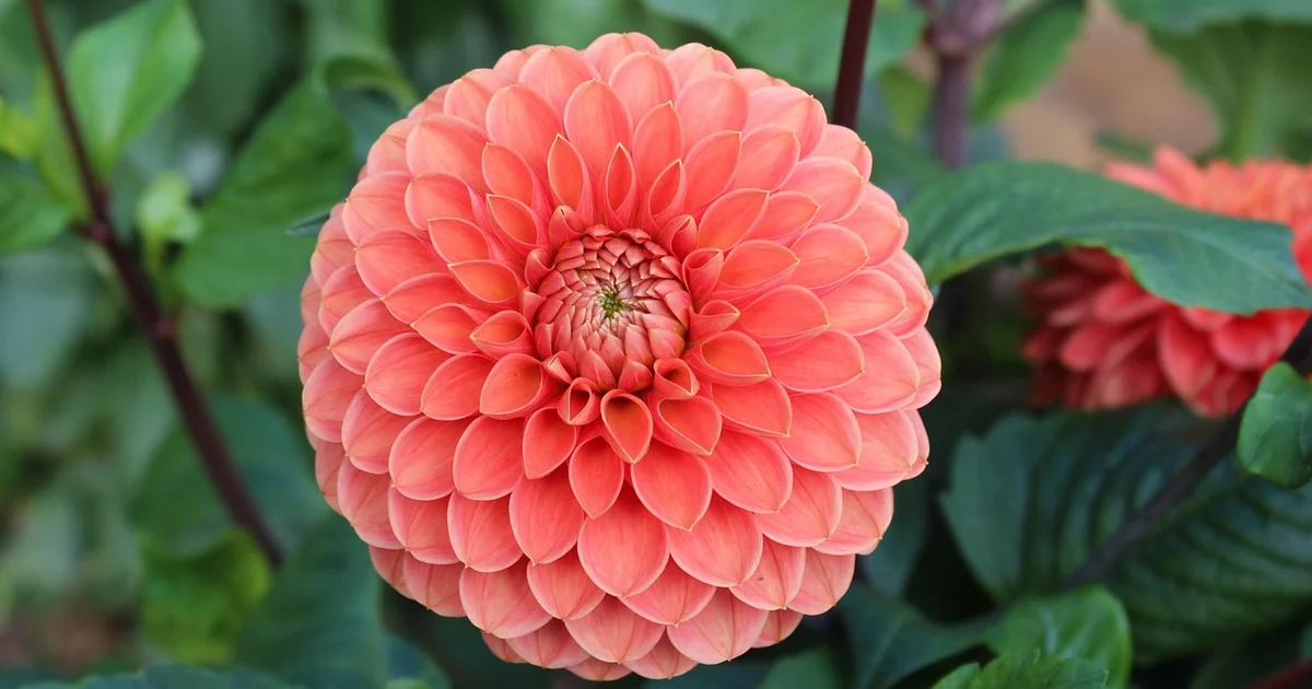dahlia tuber viability check