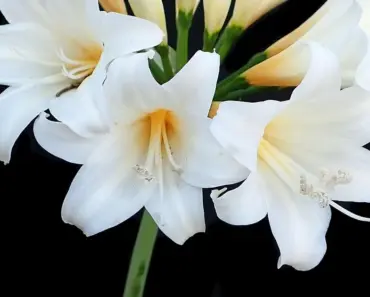 Plant Lily Bulbs in Pots: A Thoughtful Mother’s Day Project Plant Lily Bulbs in Pots: A Thoughtful Mother’s Day Project