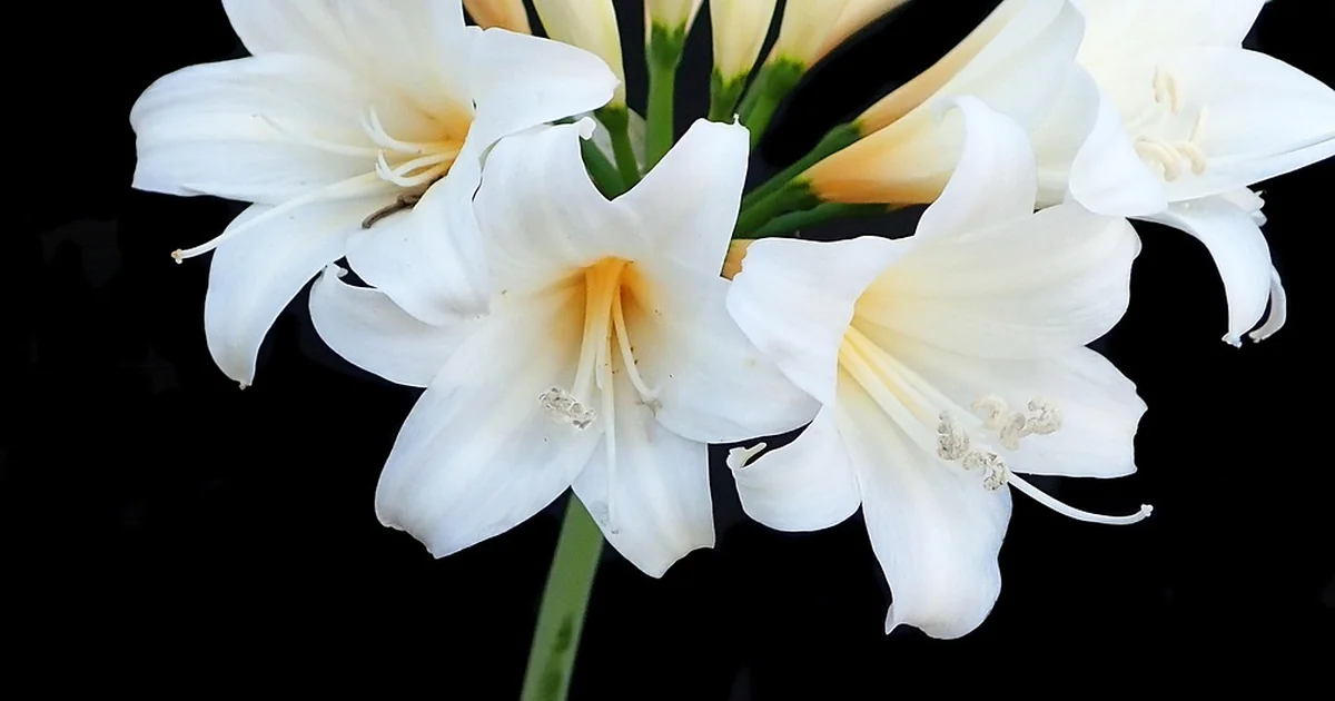 plant lily bulbs