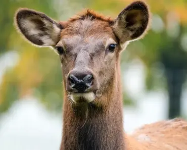 7 Ways to Keep Deer From Eating Hostas