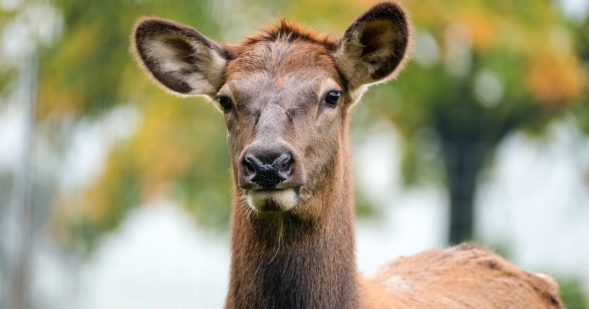 protect hostas from deer