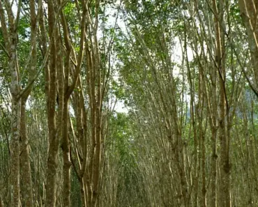 11 Rubber Tree Care Secrets for Indoor Ficus Elastica