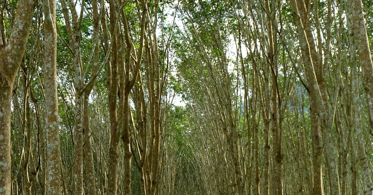 rubber tree care