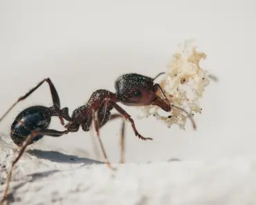 7 Ways Diatomaceous Earth Kills Ants Fast
