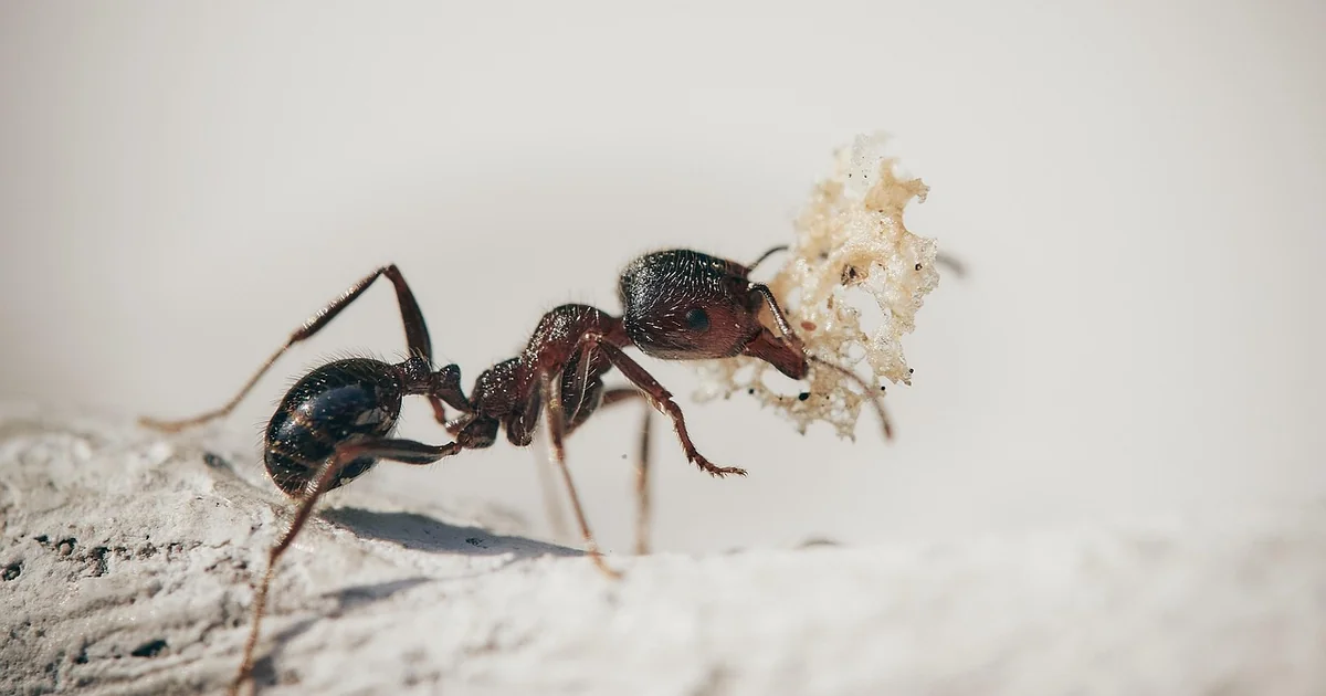 diatomaceous earth kills ants